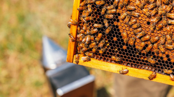Protecting Western Australia’s Bees: Tips for Beekeepers