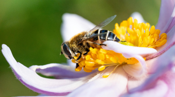 Why Pollinators Matter: The Tiny Workers Behind Our Food and Flowers