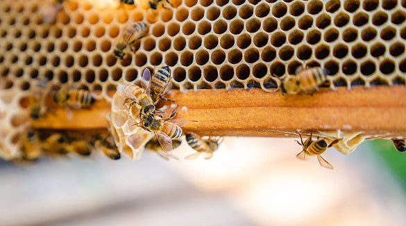 Why are bees so important in Australia?